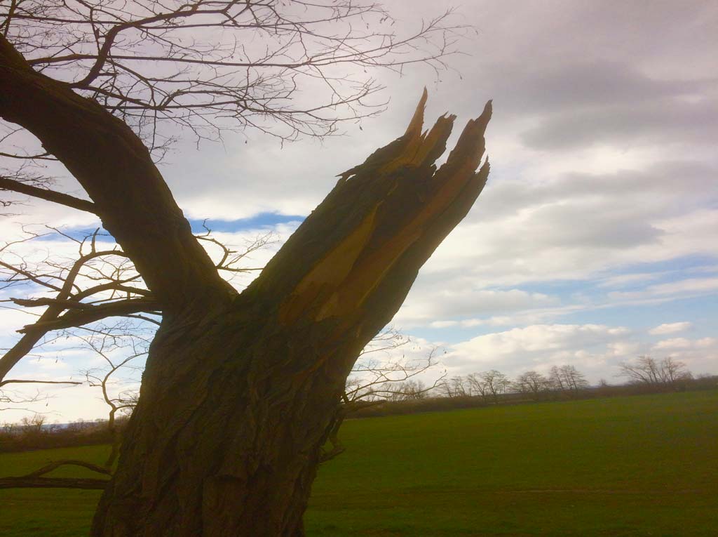 gebrochener Baum auf dem Feld am Abend