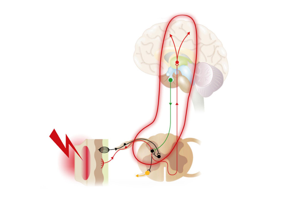 Gehirn und Nervensystem im Zusammenspiel
